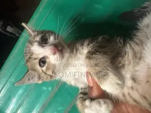 Healthy Cats for Sale