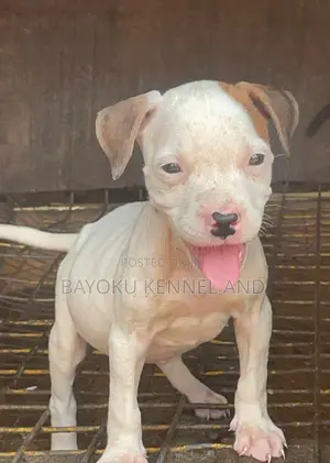 1-3 months Female Purebred American Pit Bull Terrier