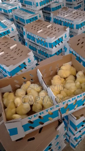 Newera Day Old Chicks