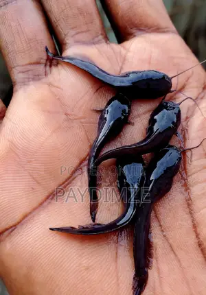 Catfish Jumbo, Juveniles and Fingerlings (Claris) Available