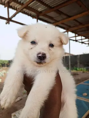 3-6 months Male Purebred American Eskimo
