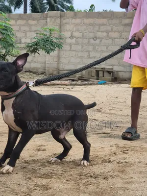 Photo - 6-12 months Male Purebred American Pit Bull Terrier