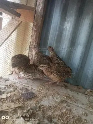 Quails Bird And Eggs