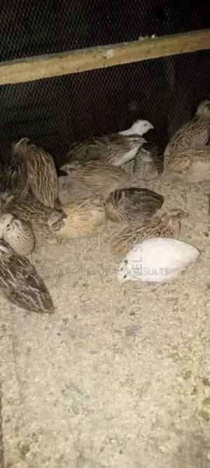 Quails Bird And Eggs