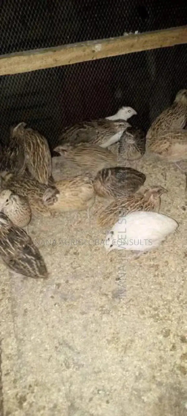 Quails Bird And Eggs
