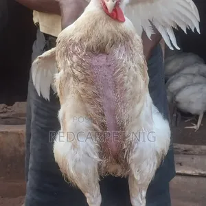 Soft Chicken