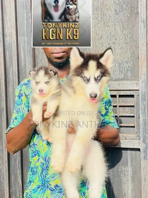 1-3 months Female Purebred Siberian Husky