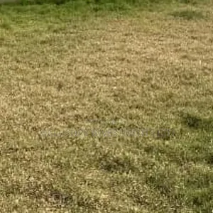 Vast and Spacious Land Available for Sale