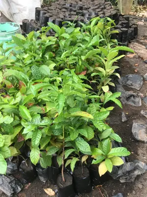 Hybrid Coffee Seedlings