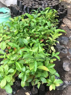 Hybrid Coffee Seedlings