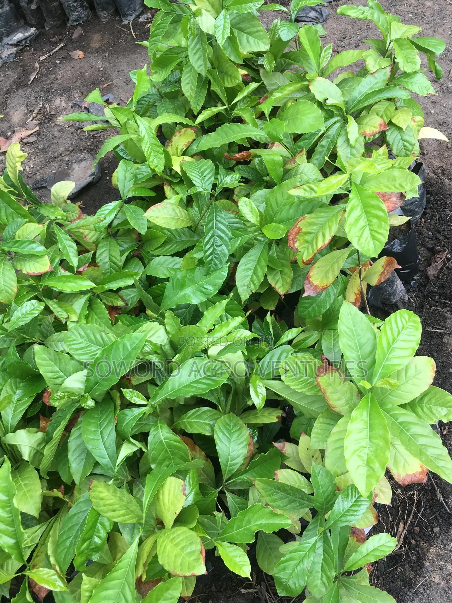 Hybrid Coffee Seedlings