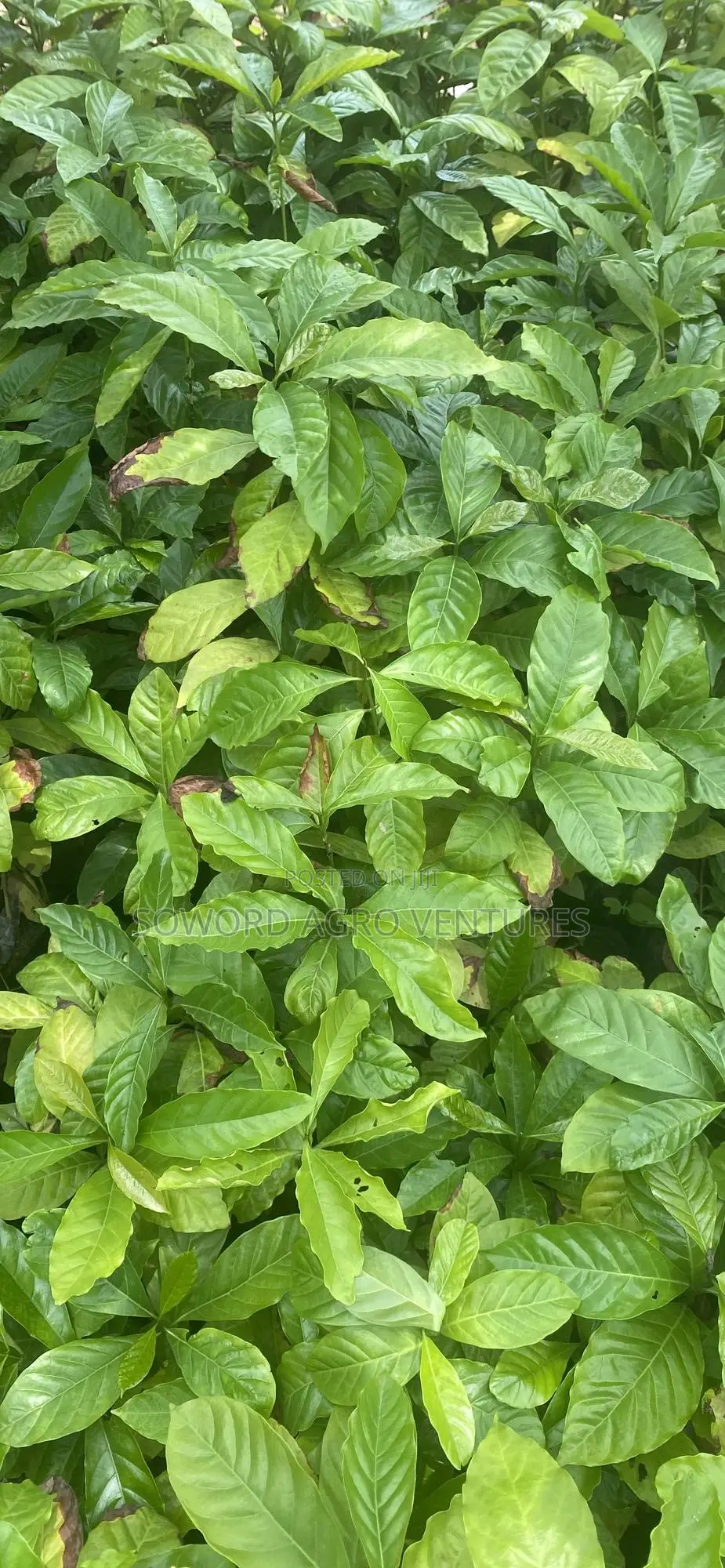 Hybrid Coffee Seedlings