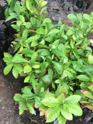 Hybrid Coffee Seedlings
