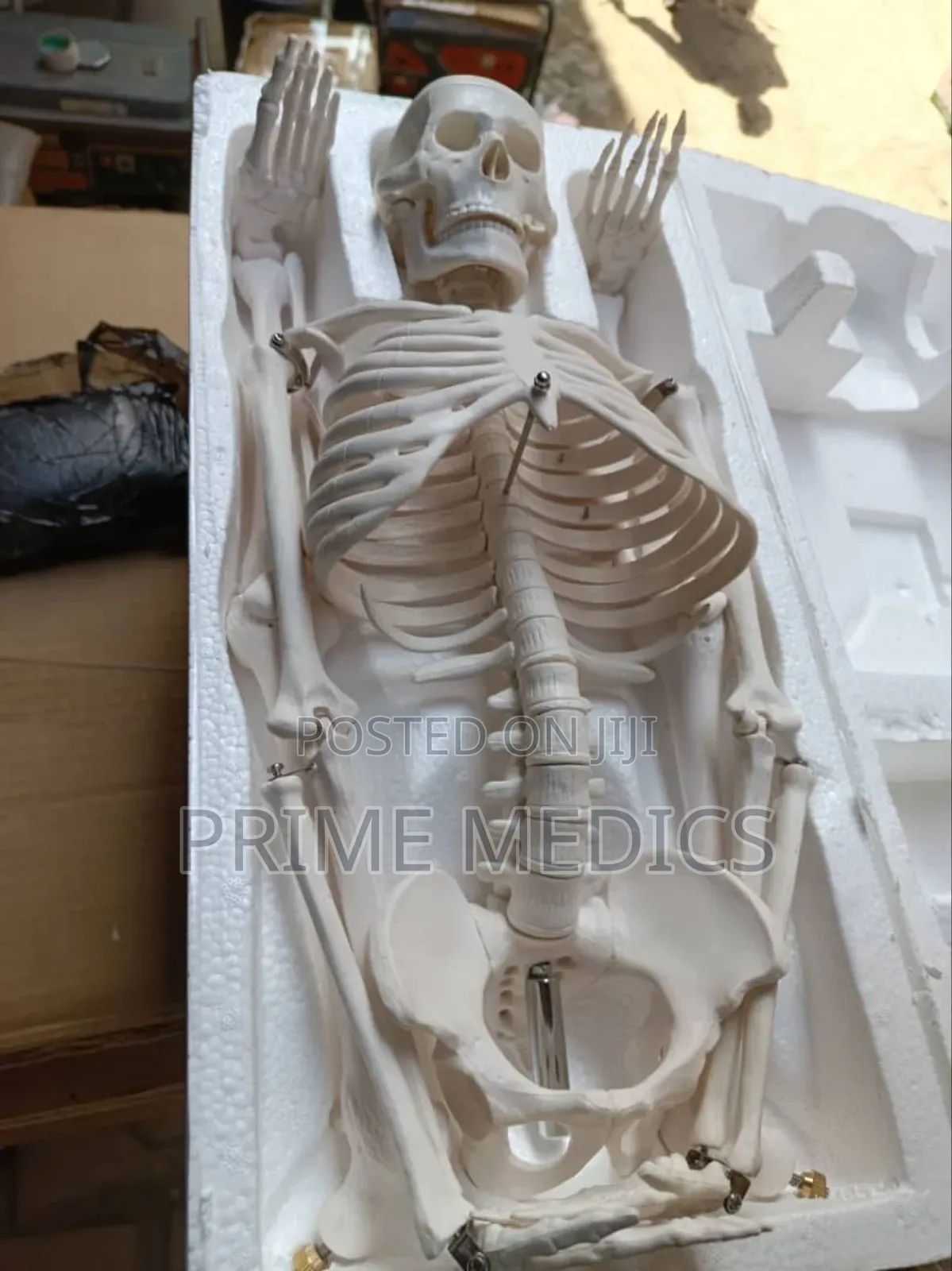 Medium Skeleton