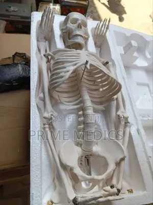Medium Skeleton