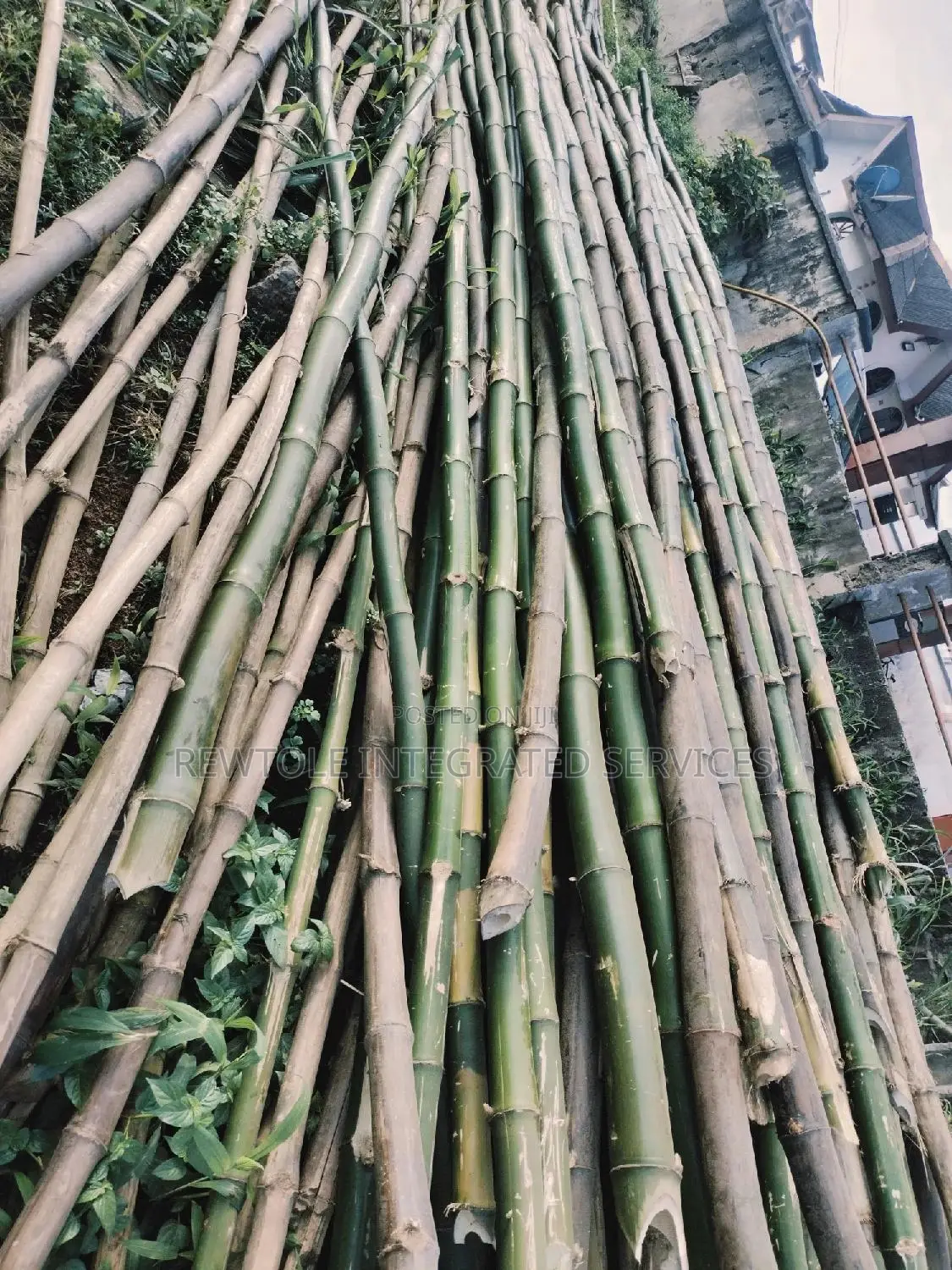 Bamboo Tree