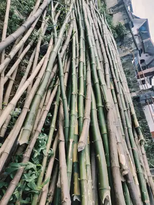 Bamboo Tree