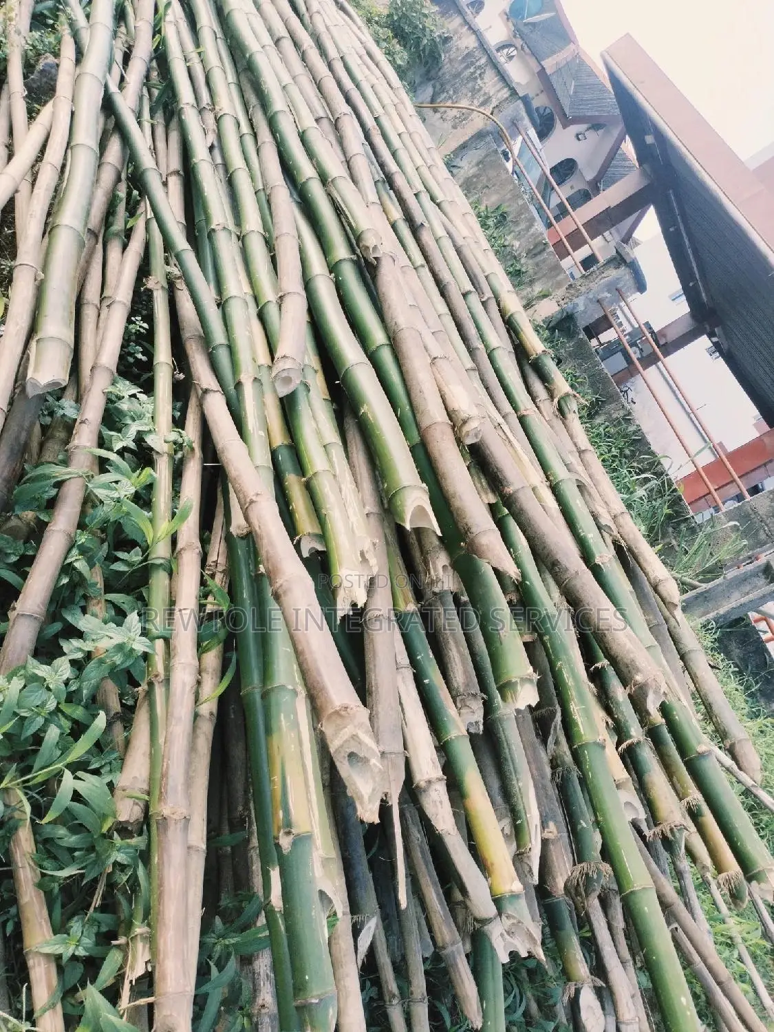 Bamboo Tree