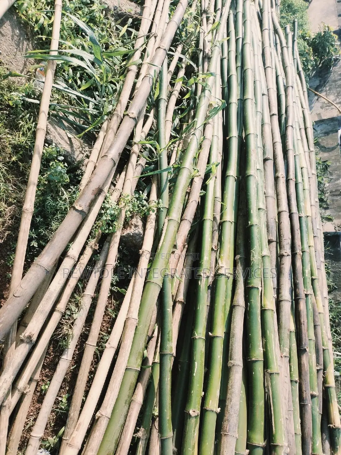 Bamboo Tree