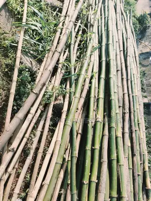 Bamboo Tree