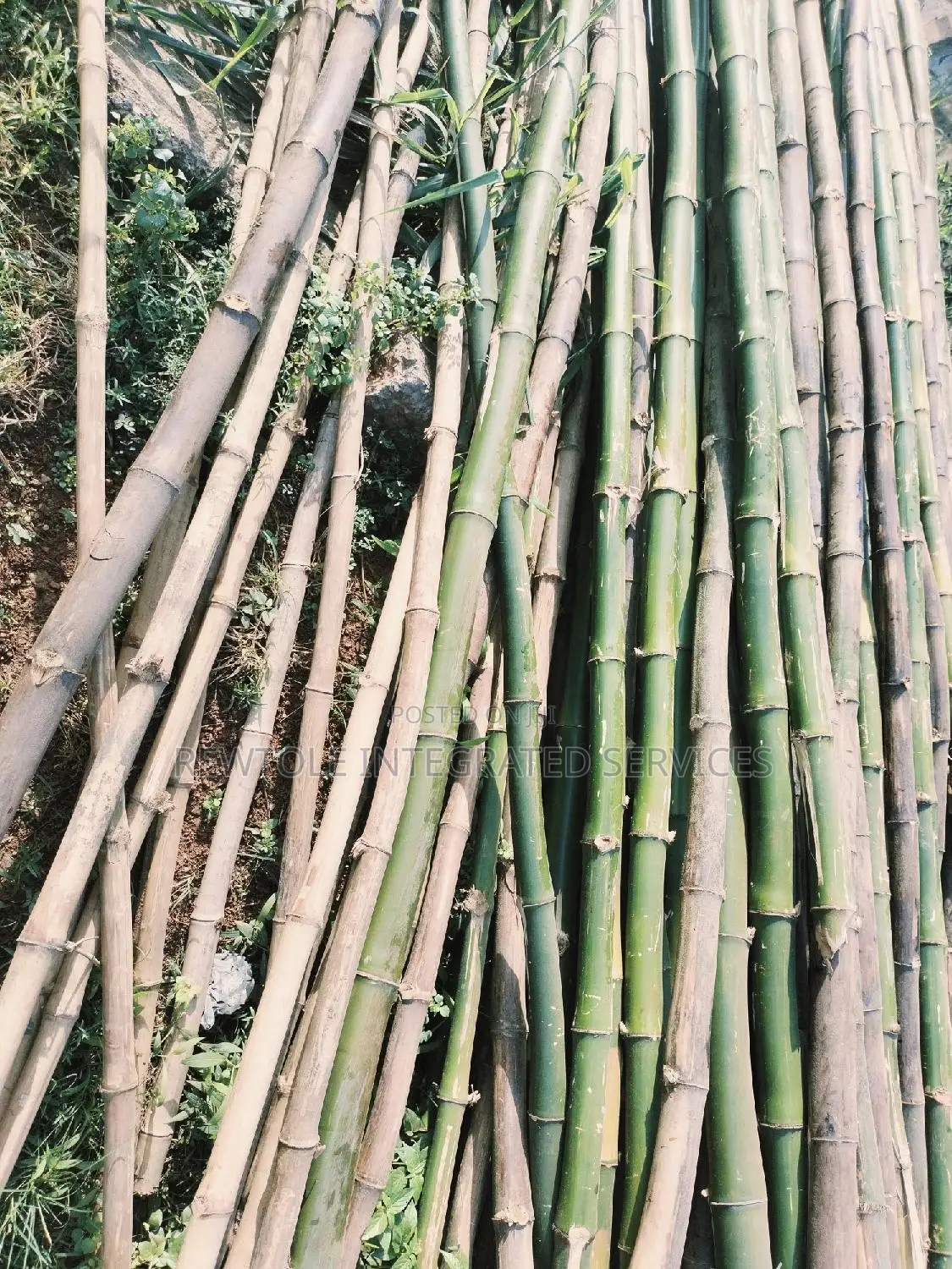 Bamboo Tree