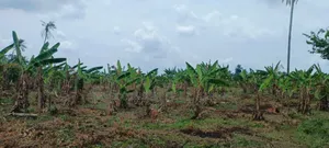 Farmland for Sale at Awoof Prices in Nigeria Hurry Up