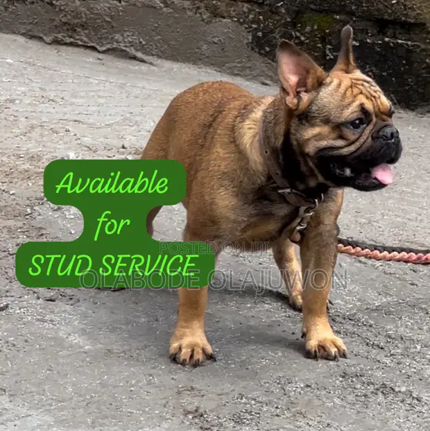 1+ year Male Purebred French Bulldog in Oluyole Dogs Puppies
