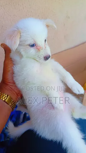 1-3 months Female Purebred American Eskimo