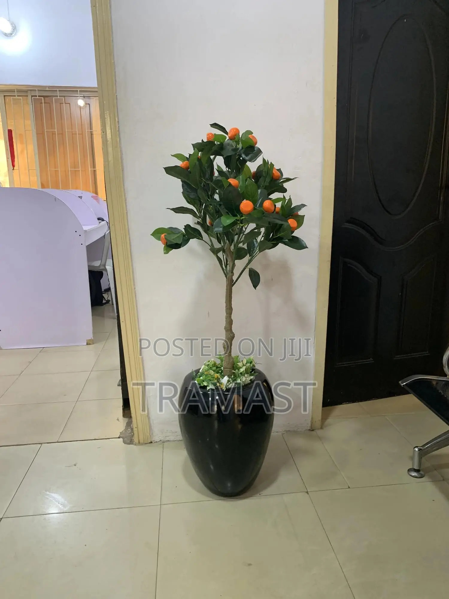 Apple Vase, Orange Tree And Combo