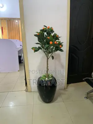Apple Vase, Orange Tree And Combo