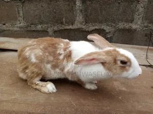 Mature Male and Female Rabbit for Sale
