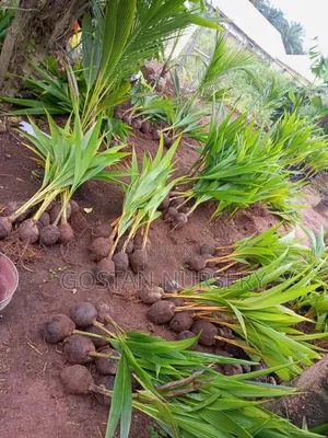 Dwarf Coconut Seedlings