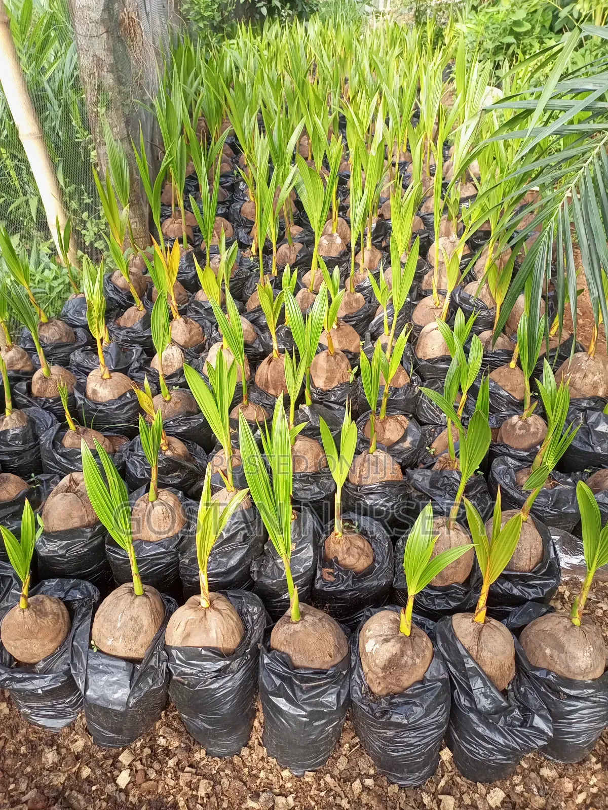 Dwarf Coconut Seedlings