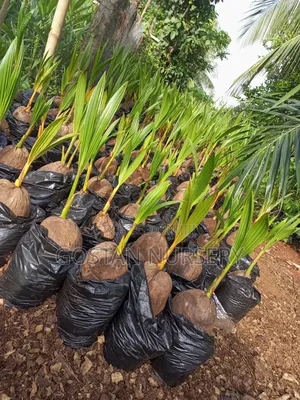 Dwarf Coconut Seedlings