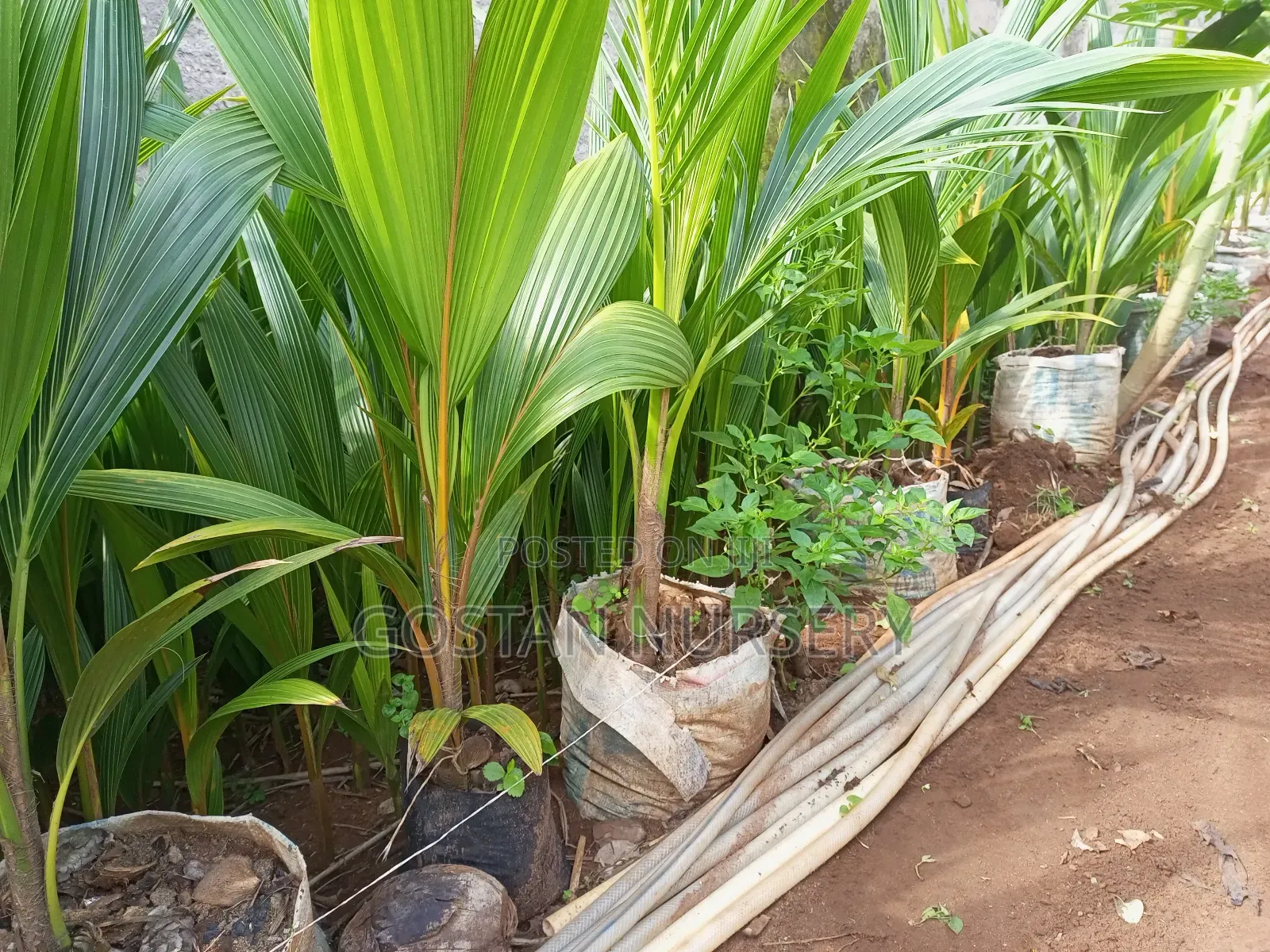 Dwarf Coconut Seedlings