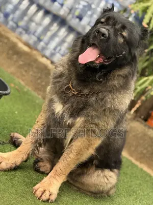 1+ year Female Purebred Caucasian Shepherd