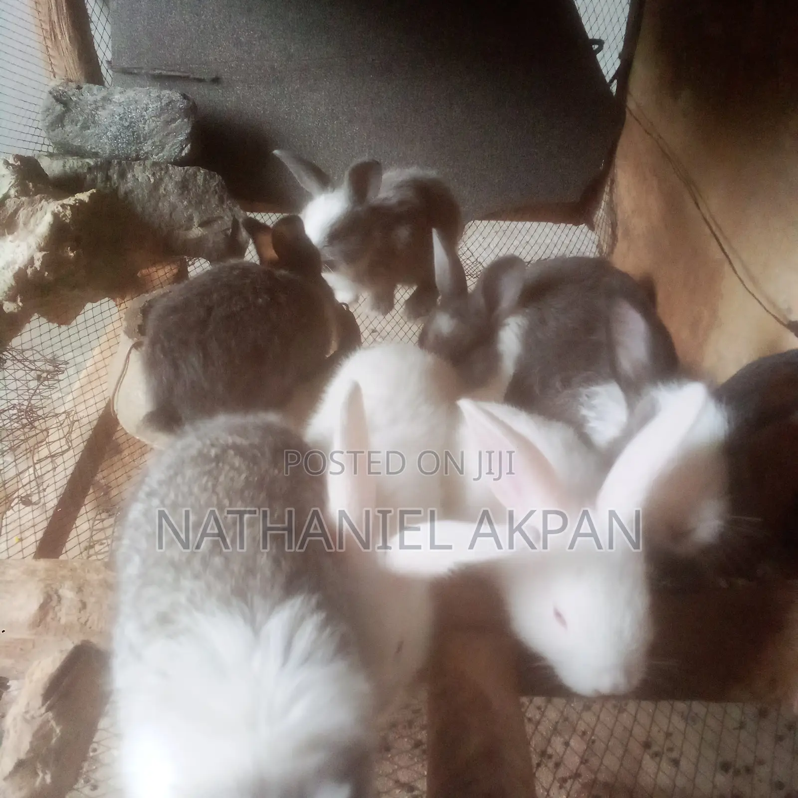 Rabbits for Sale!