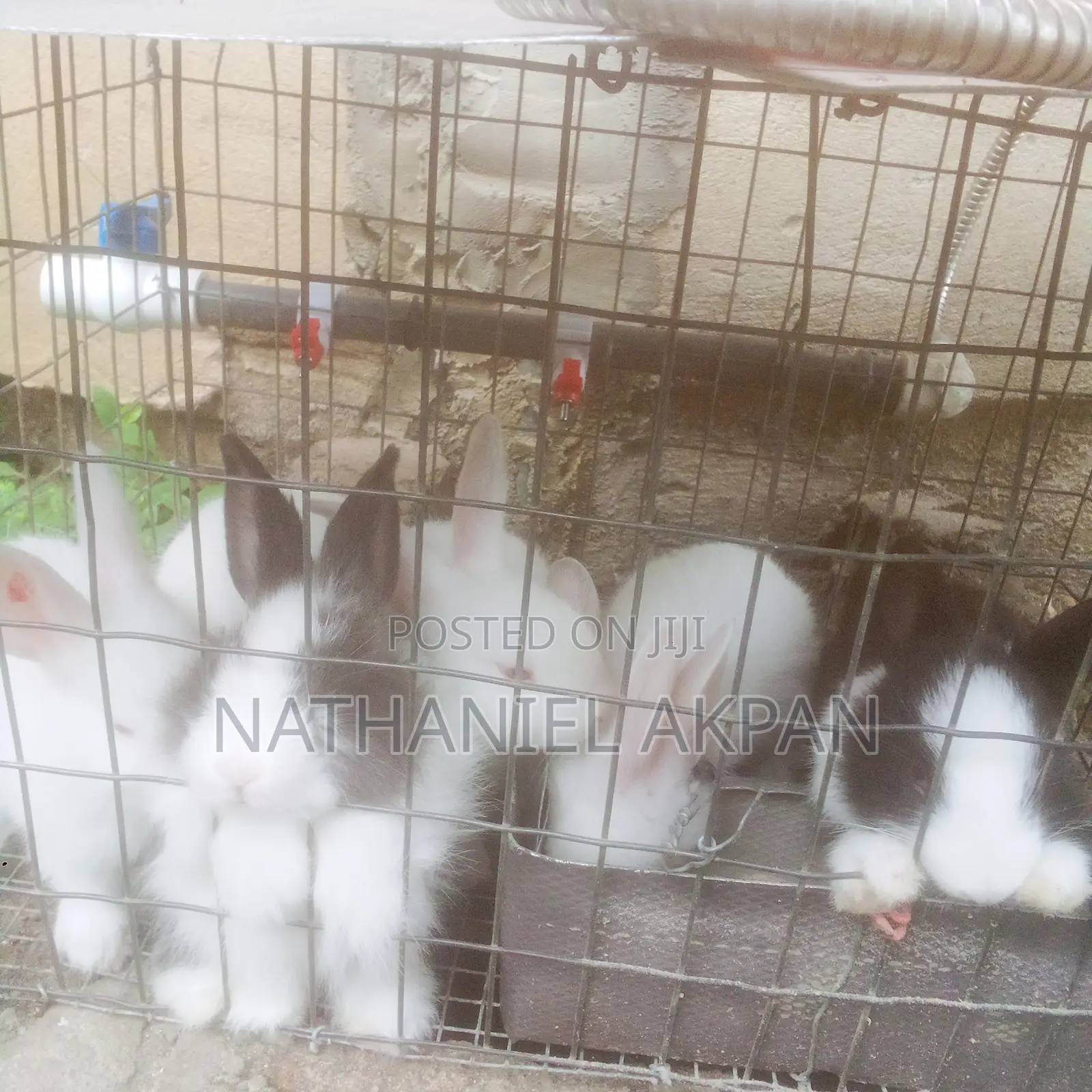 Rabbits for Sale!