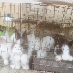 Rabbits for Sale!