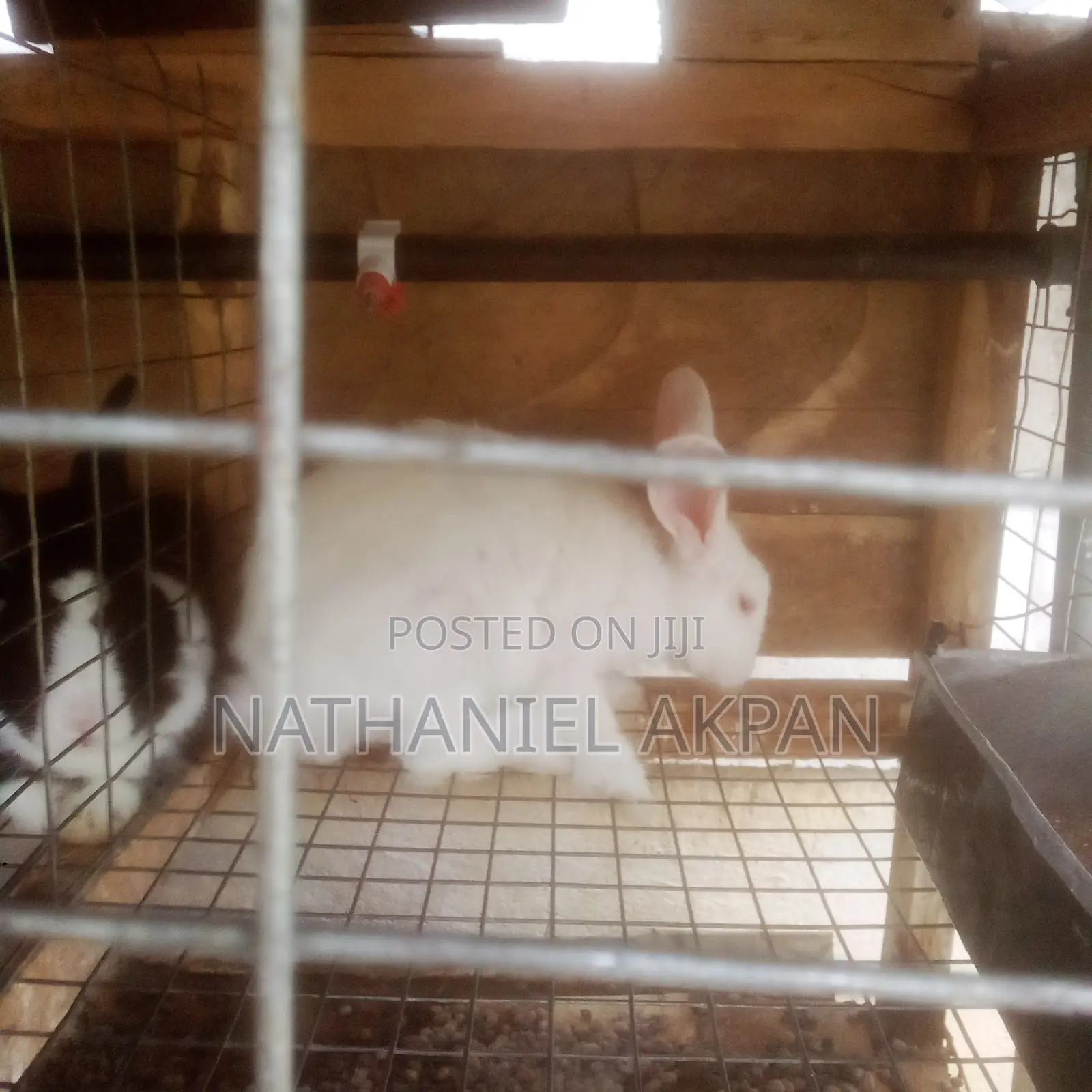 Rabbits for Sale!