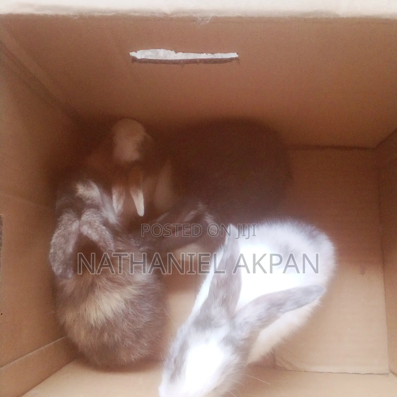 Rabbits for Sale!