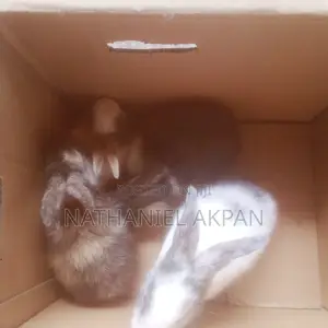 Rabbits for Sale!