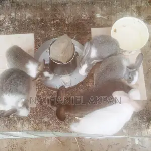 Rabbits for Sale!