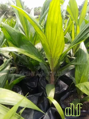 Best Oil Palm Seedlings