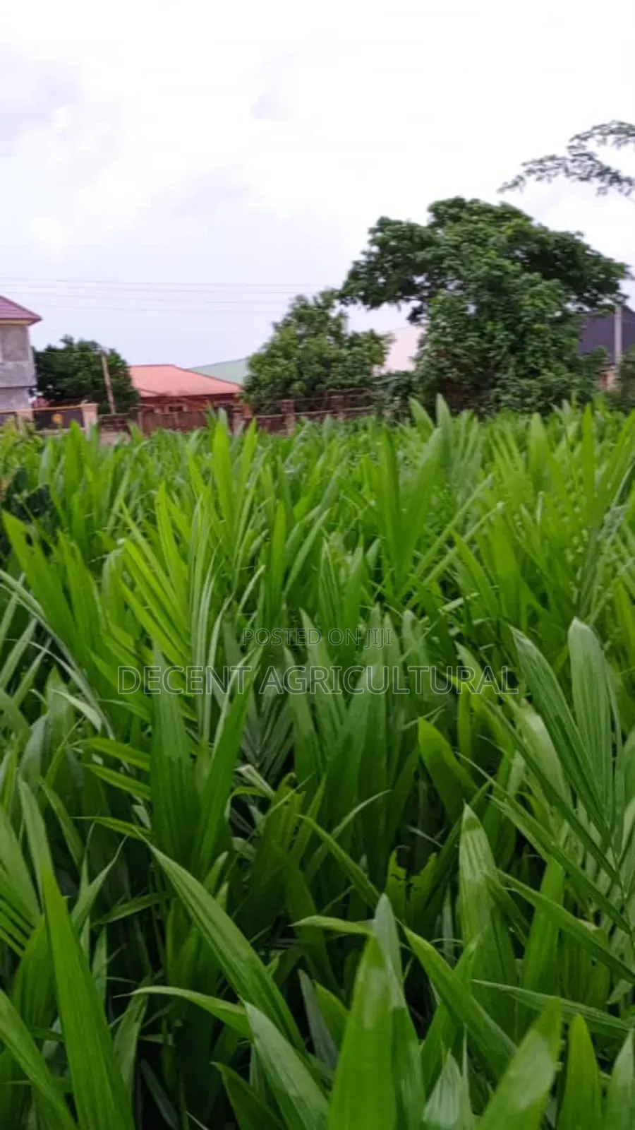 Best Oil Palm Seedlings