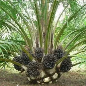 Best Oil Palm Seedlings