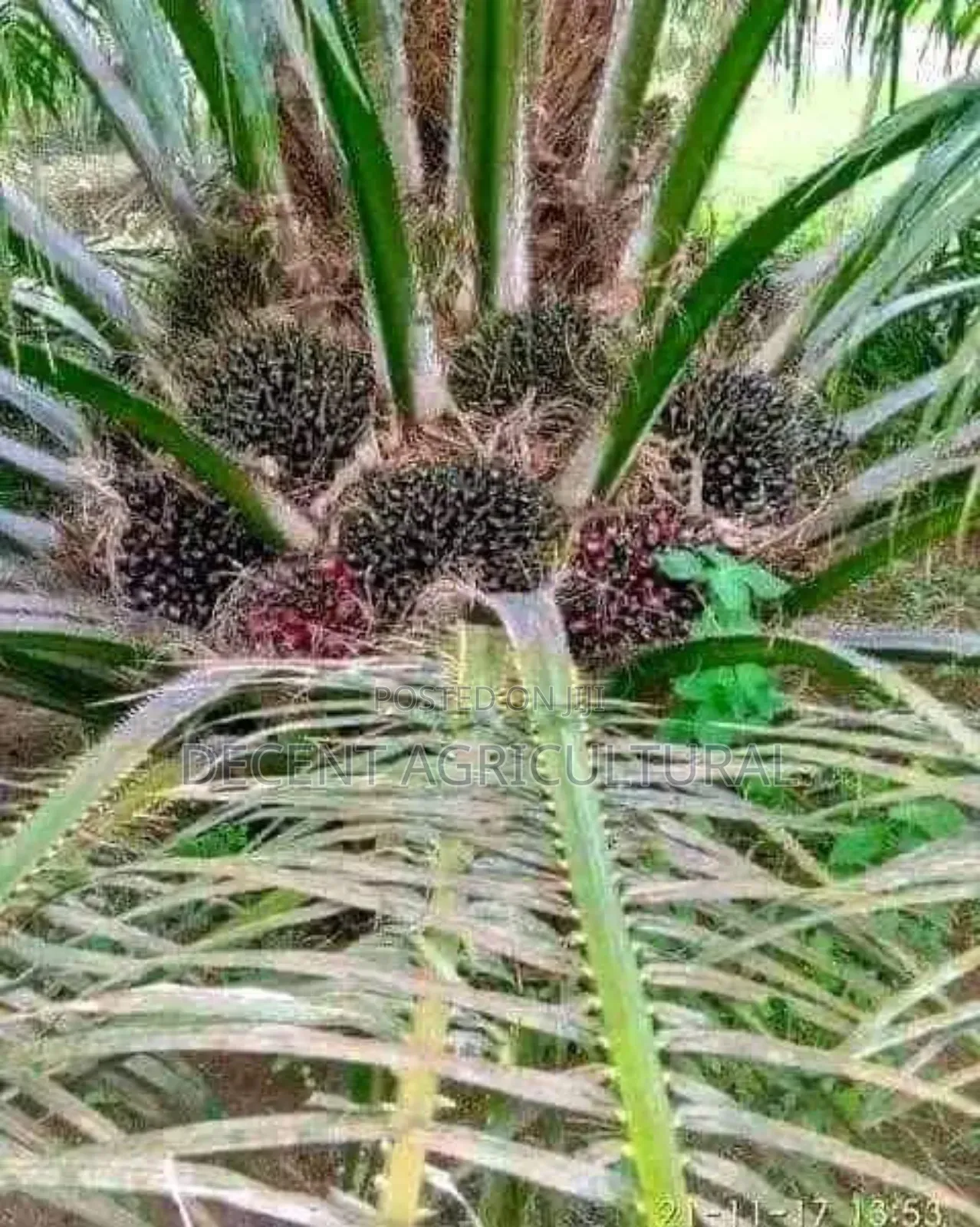 Best Oil Palm Seedlings