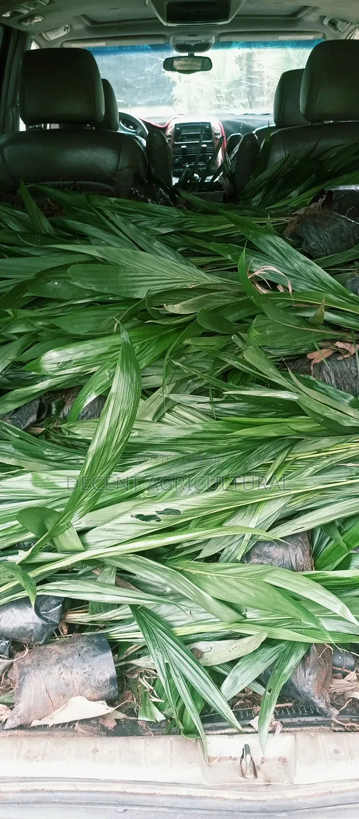 Best Oil Palm Seedlings