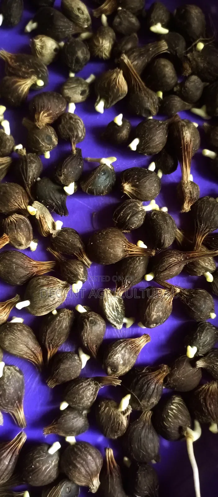Best Oil Palm Seedlings