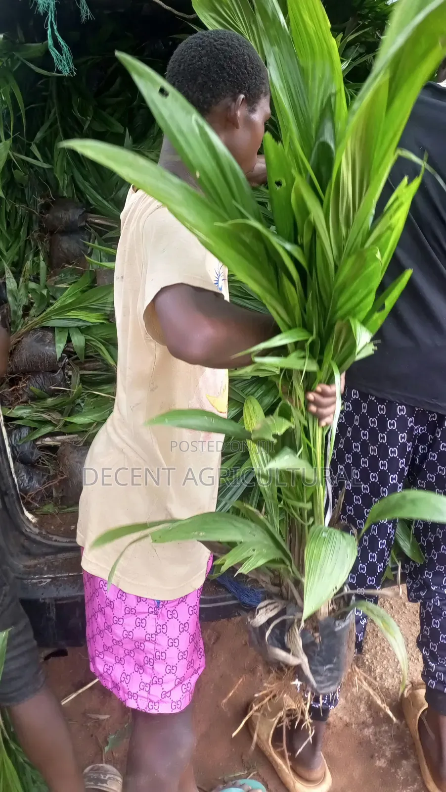 Best Oil Palm Seedlings